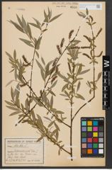 Foto von Salix alba L.